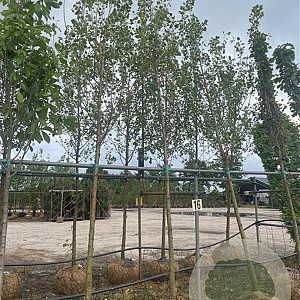 Populus can. 'Robusta' 18-20 HO draadkluit verplant