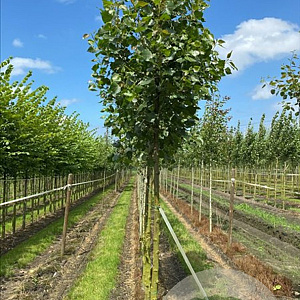 Populus can. 'Robusta' 18-20 HO draadkluit verplant