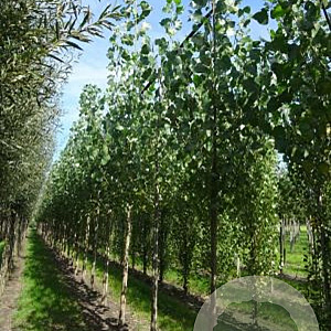Populus can. 'Robusta' 20-25 HO draadkluit 3 X verplant