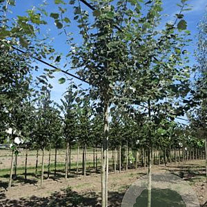 Populus canesc. 'De Moffart' 16-18 HO draadkluit 3 X verplant