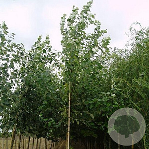 Populus canesc. 'De Moffart' 18-20 HO draadkluit 3 X verplant