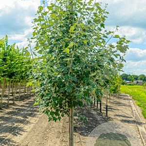 Populus canesc. 'Witte v. Haamstede 14-16 HO draadkluit 3 X verplant