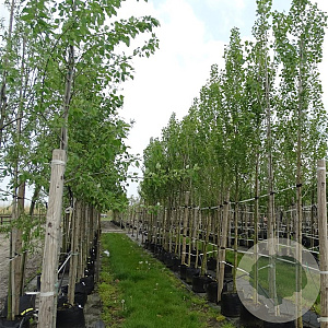 Populus nigra 'Italica' 10-12 HO container 