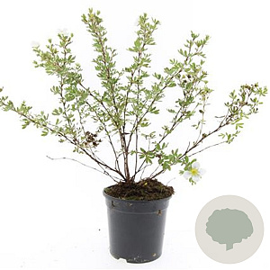 Potentilla f. 'Abbotswood' GM C1.3