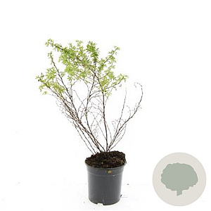 Potentilla f. 'Blink' GM C1.3