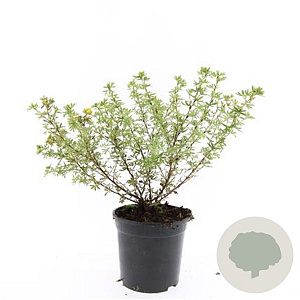 Potentilla f. 'Blink' GM C1.3