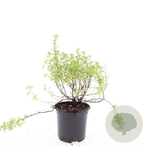 Potentilla f. 'Blink' GM C1.3