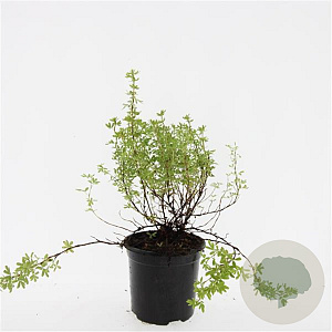 Potentilla f. 'Blink' GM C1.3