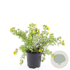 Potentilla f. 'Goldfinger' GM C1.3