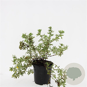 Potentilla f. 'Goldstar' GM C1.3