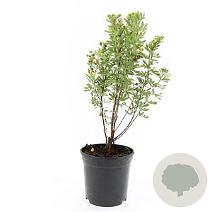 Potentilla f. 'Jackman's Variety' GM C1.3