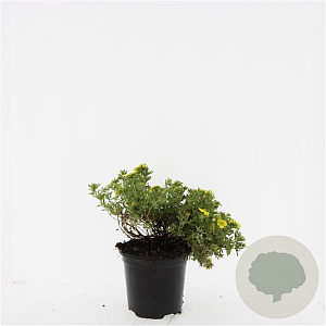 Potentilla f. 'Kobold' GM C1.3