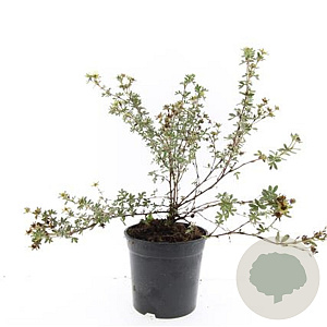 Potentilla f. 'Primrose Beauty' GM C1.3