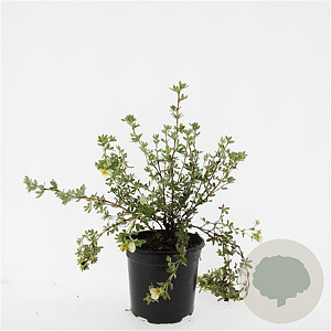 Potentilla f. 'Primrose Beauty' GM C1.3