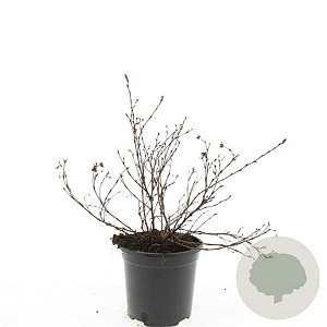 Potentilla f. 'Primrose Beauty' GM C1.3