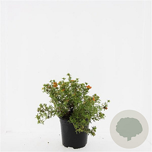Potentilla f. 'Red Ace' GM C1.3