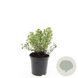 Potentilla f. 'Red Ace' GM C1.3