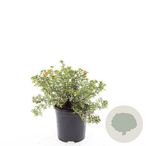 Potentilla f. 'Red Ace' GM C1.3
