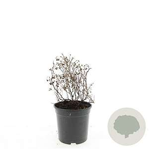 Potentilla f. 'Red Ace' GM C1.3