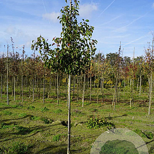 Pyrus calleryana 'Chanticleer' 10-12 HO draadkluit