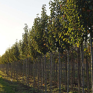 Pyrus calleryana 'Chanticleer' 12-14 HO draadkluit