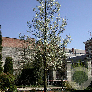 Pyrus calleryana 'Chanticleer' 12-14 HO container