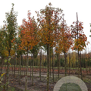 Pyrus calleryana 'Chanticleer' 14-16 HO draadkluit