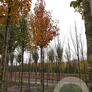 Pyrus calleryana 'Chanticleer' 14-16 HO draadkluit