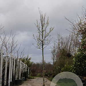 Pyrus calleryana 'Chanticleer' 14-16 HO draadkluit