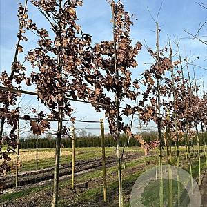 Quercus alba 10-12 HO draadkluit