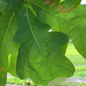 Quercus alba 10-12 HO draadkluit