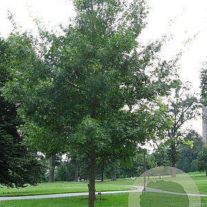 Quercus coccinea 400-450 cm draadkluit solitair