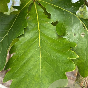 Quercus dentata 150-175 cm draadkluit meerstammig 80-100 breed