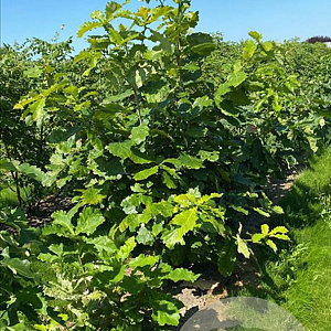 Quercus dentata 150-175 cm draadkluit meerstammig 80-100 breed