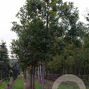 Quercus stellata 175-200 cm draadkluit meerstammig