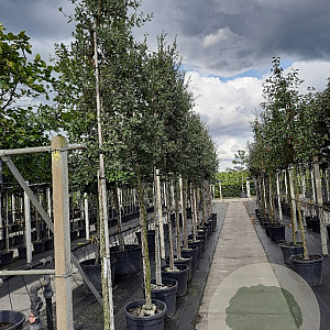 Quercus suber 12-14 HO container