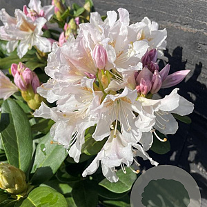 Rhododendron 'Cunningham's White' 40-50 cm container