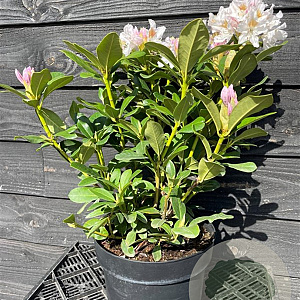Rhododendron 'Cunningham's White' 40-50 cm container