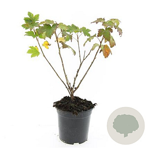 Ribes glandulosum GM C1.3