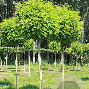Robinia ps. 'Umbraculifera' 14-16 HO draadkluit boven vered. 225 cm stam