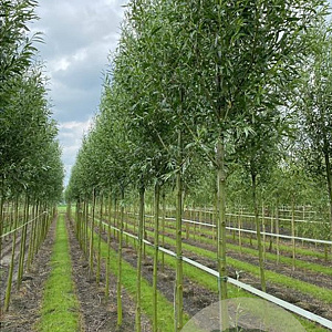 Salix alba 'Belders' 10-12 HO draadkluit