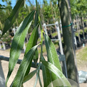 Salix alba 'Belders' 12-14 HO container