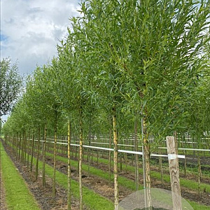Salix alba 'Chermesina' 10-12 HO draadkluit