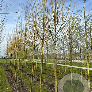 Salix alba 'Chermesina' 10-12 HO draadkluit