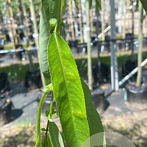 Salix babylonica 18-20 HO container 125 cm stam LEIVORM