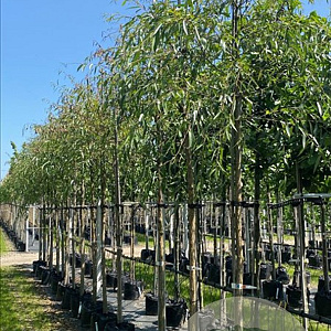 Salix babylonica 18-20 HO container 125 cm stam LEIVORM