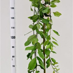 Salix caprea 'Kilmarnock' 150 cm stam 7,5L