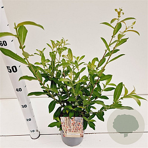 Salix chaenomeloides 'Mount Aso' 40-50 cm 2,5L