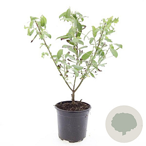 Salix gracilistyla 'Mt. Aso' GM C1.3