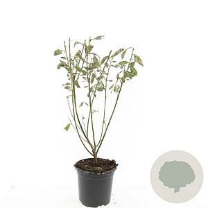 Salix gracilistyla 'Mt. Aso' GM C1.3